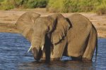 (image for) Relaxing - Elephant